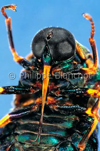 Thyllis splendens.JPG - in "Portraits d'insectes" ed. SeuilThyllis slendenssmall headed flyAcrocerideDiptera AcroceridaeMadagascar